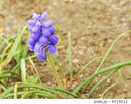 ムスカリ（アルメニアカム） 4414012