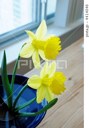 ラッパスイセン ラッパ水仙 生け花の写真素材