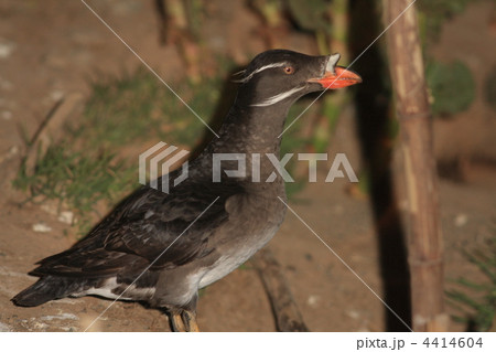 ウトウ ウトウ 4414604