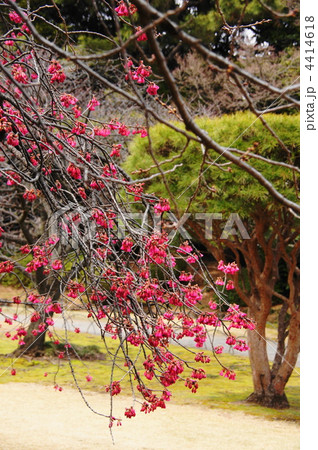 3月 カンヒザクラ・バラ科01 3月 カンヒザクラ・バラ科01 4414618