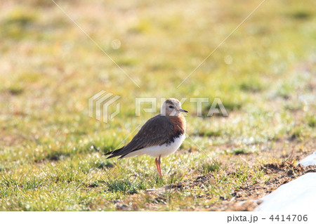 オオチドリ 4414706