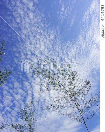 宇治橋の青竹 4414793