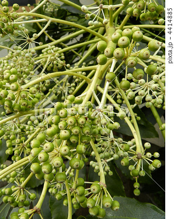 ヤツデの若い実 4414885