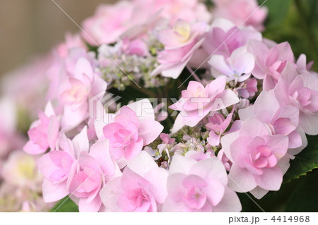 紫陽花 「ジョウガサキ」 4414968