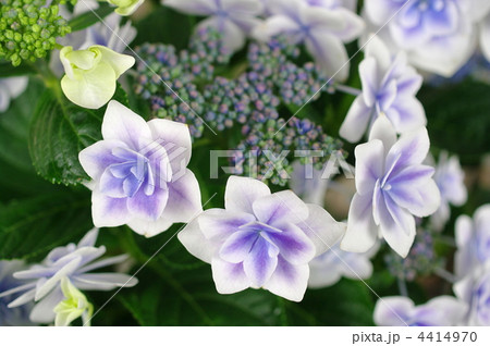 紫陽花 「コンペイトウ」 4414970