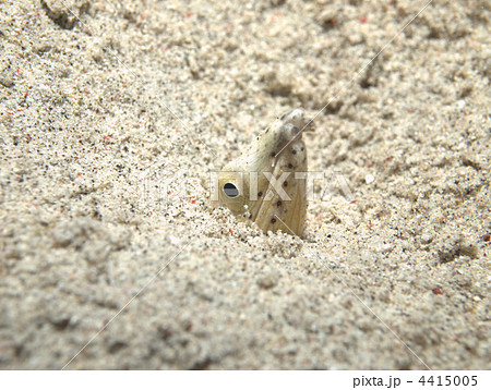 砂地から顔を出すミナミホタテウミヘビ 4415005