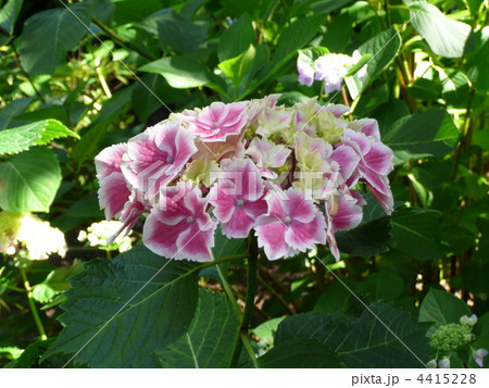 アジサイ 4415228