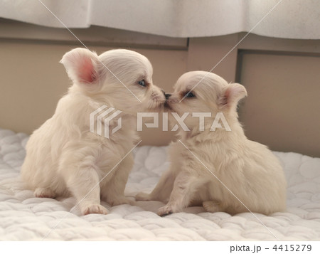 キスするチワワの子犬 4415279