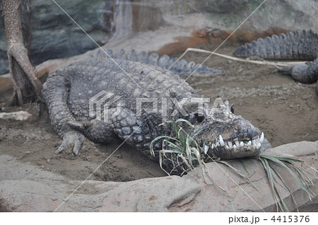 ニシアフリカコガタワニ 4415376