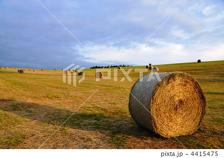 美瑛の牧草ロール 4415475