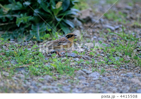 ヤマヒバリ 4415508