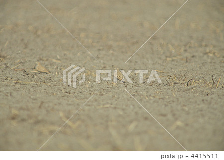 コヒバリ 4415511