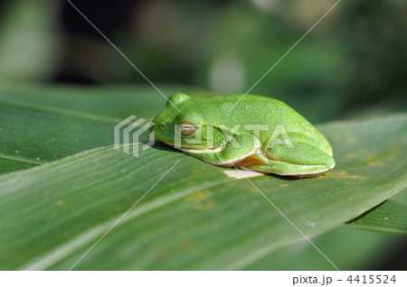 昼寝中のシュレーゲルアオガエル 4415524