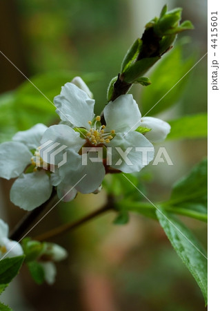 ゆすらうめの花の写真素材