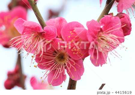 大杯(おおさかずき) 大杯(おおさかずき) 4415619