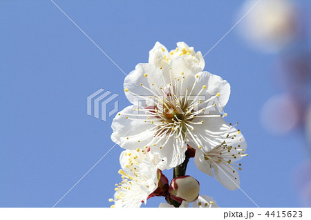 冬至(とうじ) 冬至(とうじ) 4415623