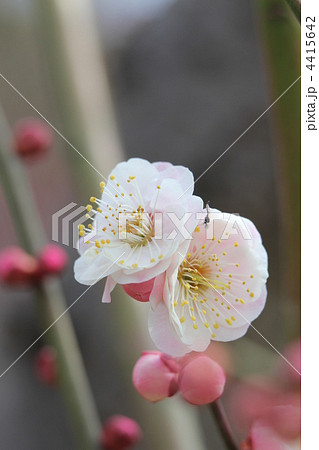 九州林州(きゅうしゅうりんしゅう) 九州林州(きゅうしゅうりんしゅう) 4415642