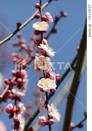 九州林州(きゅうしゅうりんしゅう) 九州林州(きゅうしゅうりんしゅう) 4415647