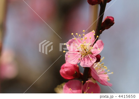 一重寒梅(ひとえかんばい) 一重寒梅(ひとえかんばい) 4415650