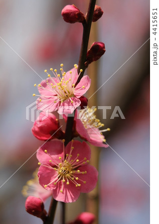 一重寒梅(ひとえかんばい) 一重寒梅(ひとえかんばい) 4415651