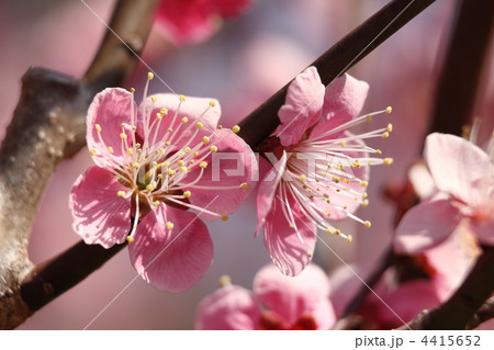 一重寒梅（ひとえかんばい） 4415652