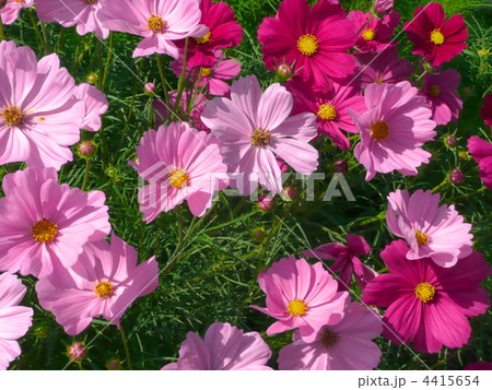 コスモス 4415654