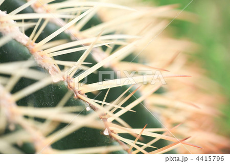 仙人掌／サボテン／金鯱 （きんしゃち）／エキノカクタス 4415796