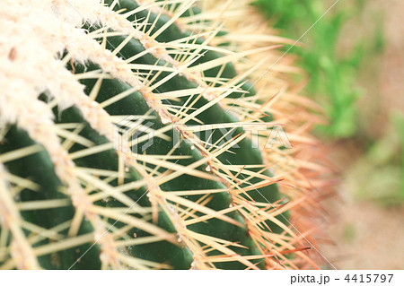 仙人掌／サボテン／金鯱 （きんしゃち）／エキノカクタス 4415797
