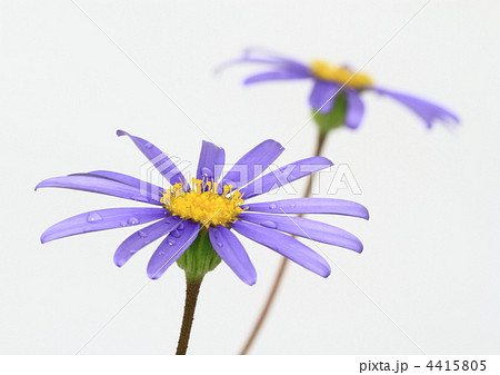 青いブルーデージーの花 青いブルーデージーの花 4415805