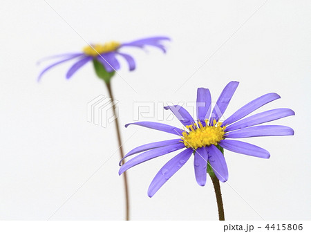 青いブルーデージーの花 青いブルーデージーの花 4415806