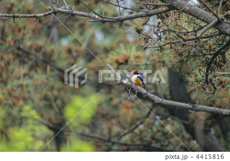 ヤマショウビン ヤマショウビン 4415816