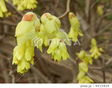 トサミズキ（土佐水木） 4415859