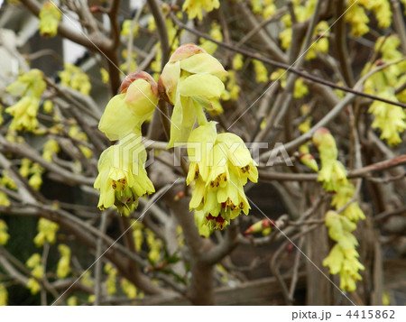 トサミズキ（土佐水木） 4415862