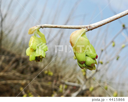 トサミズキ（土佐水木） 4415866