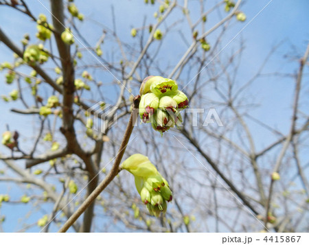 トサミズキ（土佐水木） 4415867