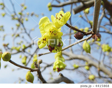 トサミズキ（土佐水木） 4415868
