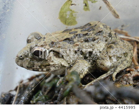 ツチガエルのアップ 4415995