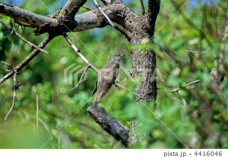 セグロカッコウ セグロカッコウ 4416046