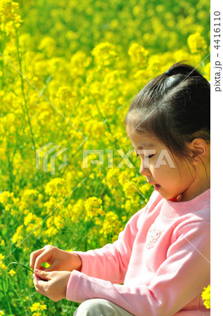 菜の花畑で遊ぶ女の子 4416110