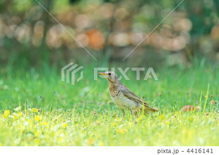 ノドアカツグミ 4416141