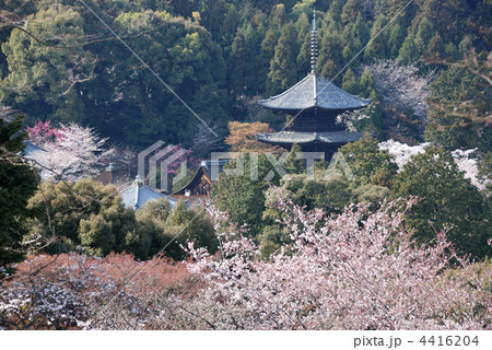 春の三井寺、境内と三重塔 春の三井寺、境内と三重塔 4416204