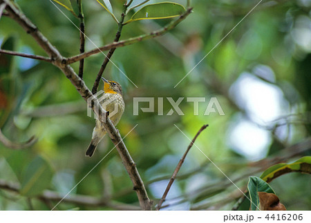 リュウキュウキビタキ 4416206