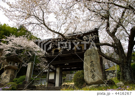 篠山 高仙寺の桜 篠山 高仙寺の桜 4416267