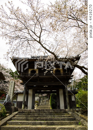 篠山　高仙寺の桜 4416270