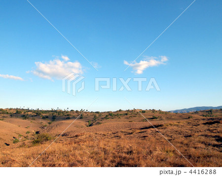 サバンナ サバンナ 4416288