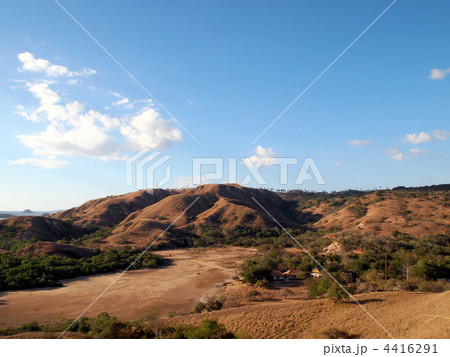 サバンナ 4416291