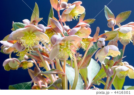 薄あずき色のクリスマスローズ 4416301