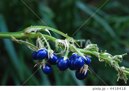 ノシラン種子 4416418