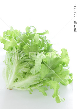 レタス　リーフレタス　モコヴェール 4416419