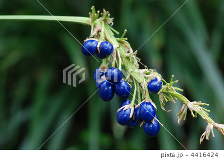 ノシラン種子 ノシラン種子 4416424